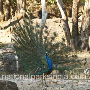 Tiger Bandhavgarh