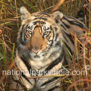 Tiger Bandhavgarh