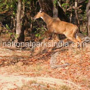 Tiger Bandhavgarh