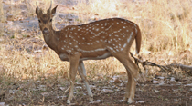 Central National Park