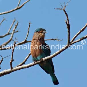 Bird, Pench National Park